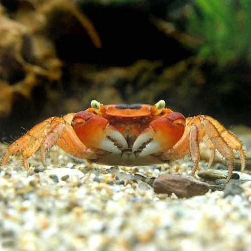 【即日発送】　マーリン　マダム・ミム　セット　キツネ　ウサギ　カニ　ヘビ　ヤギ 楽天市場】（海水魚）カニ ベニシオマネキ メス（1匹） : charm