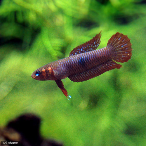 驚きの安さ 楽天市場 熱帯魚 ベタ ウベリス ワイルド １ペア 沖縄別途送料 北海道 九州航空便要保温 Charm 楽天市場店 超歓迎 Vernetmagic Com