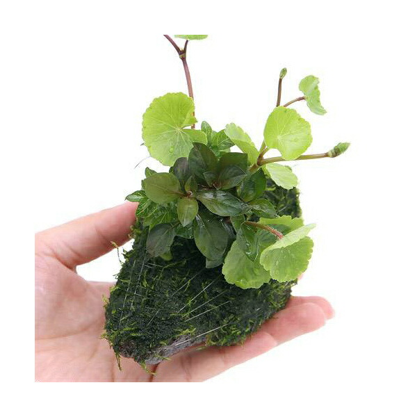 楽天市場】（水草）Plants Arrangement ザ