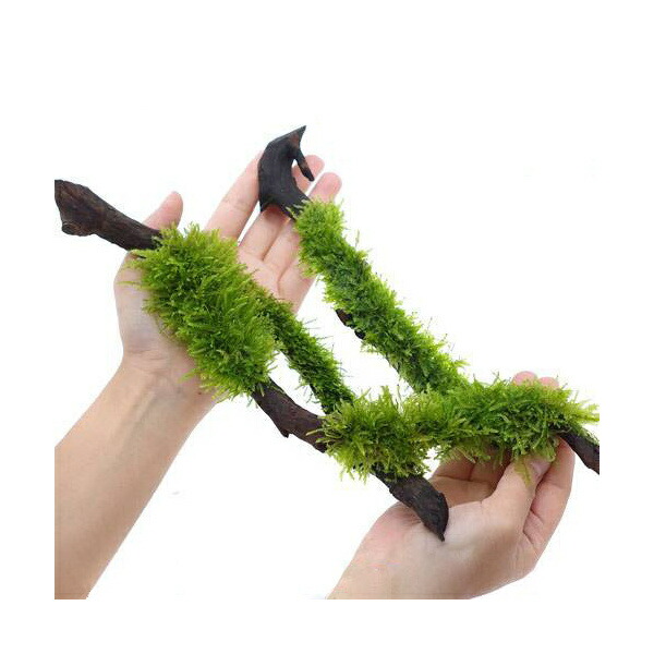 楽天市場 水草 巻きたて ジャイアント南米ウィローモス スティック流木 ｌサイズ 約２５ｃｍ 無農薬 １本 Charm 楽天市場店