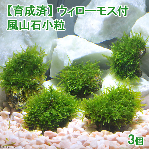 楽天市場】（水草）ミクロソリウム セミナロー石付（水中葉