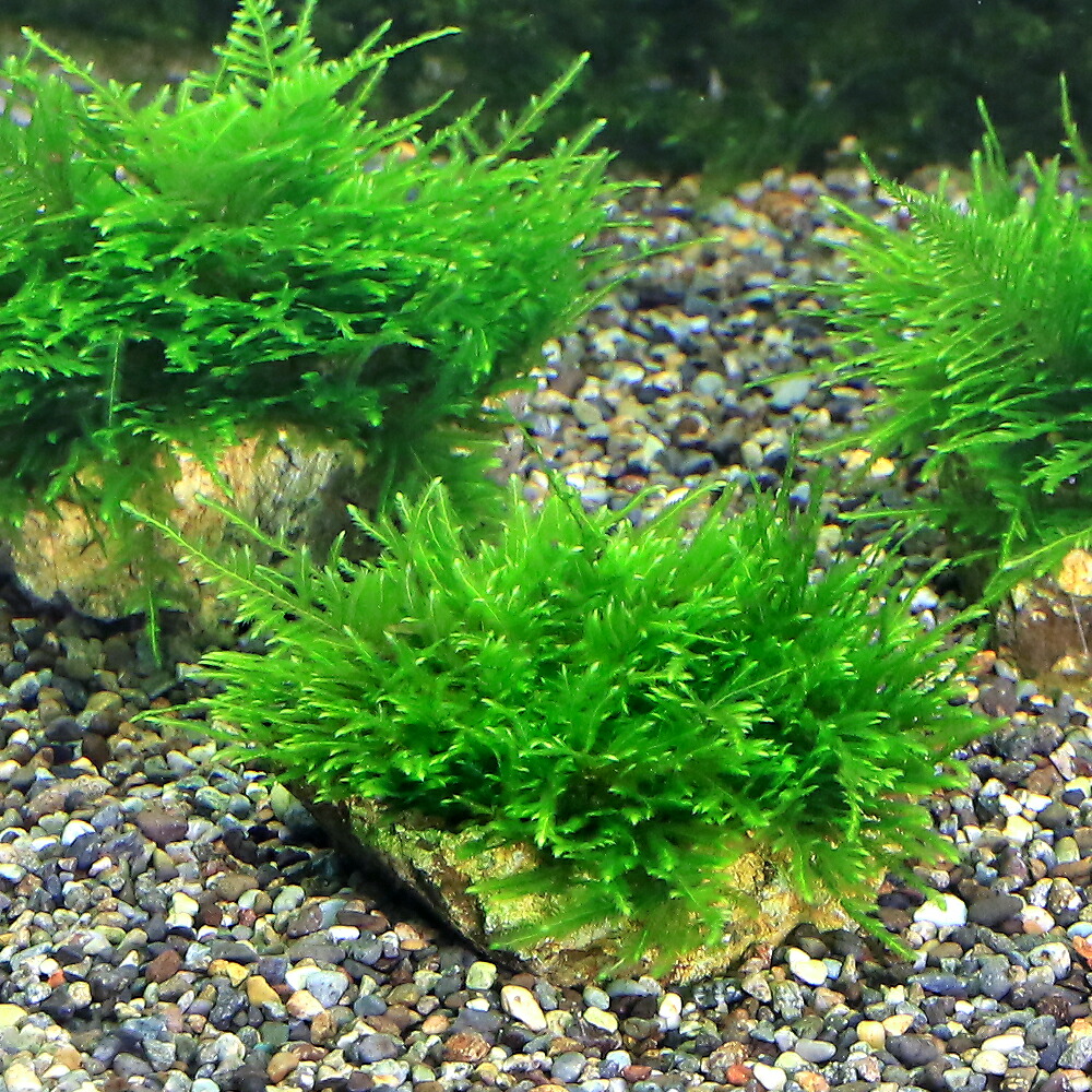 低価格化 ８ｃｍ以下 育成済 ジャイアント南米ウィローモス付 無農薬 水中葉 水草 ｓｓサイズ 風山石 ３個 熱帯魚 アクアリウム