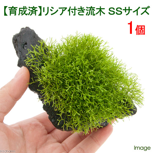 楽天市場 水草 育成済 リシア付き流木 ｓｓサイズ 約１０ｃｍ 無農薬 １本 Charm 楽天市場店