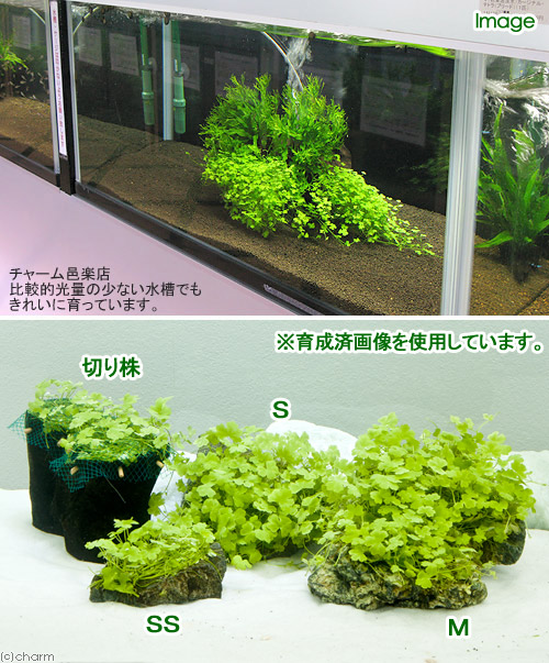 (水草)巻きたて オーストラリアン ノチドメ付き切り株流木(無農薬)(1本) 北海道航空便要保温 (水草)巻きたて オーストラリアン ノチドメ付き切り株流木(無農薬)(1本) 北海道航空便要保温
