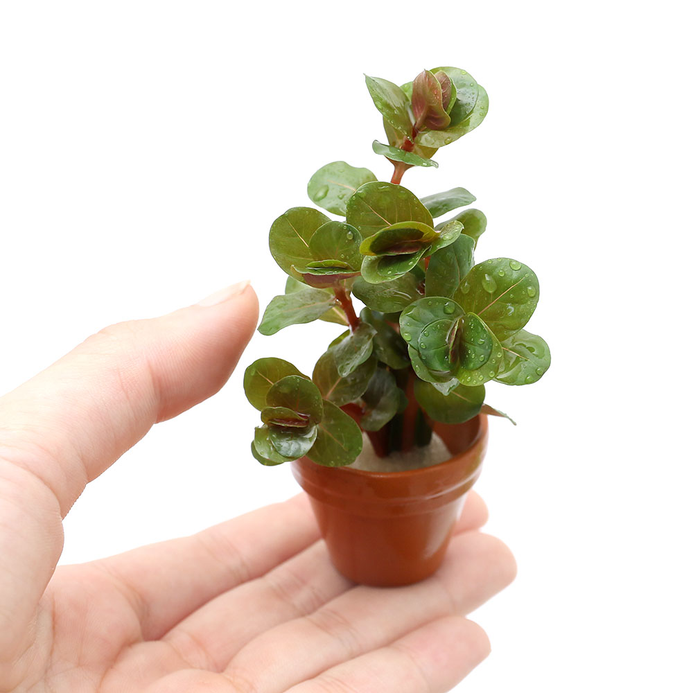 超美品再入荷品質至上 水草 プチ素焼き鉢 ロタラ ロトンディフォリア ベトナム ｈ ｒａ 水上葉 無農薬 ３個 Sferavisia Hr