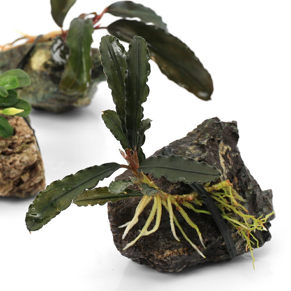 楽天市場】（水草）ブセファランドラsp．グリーンウェービー