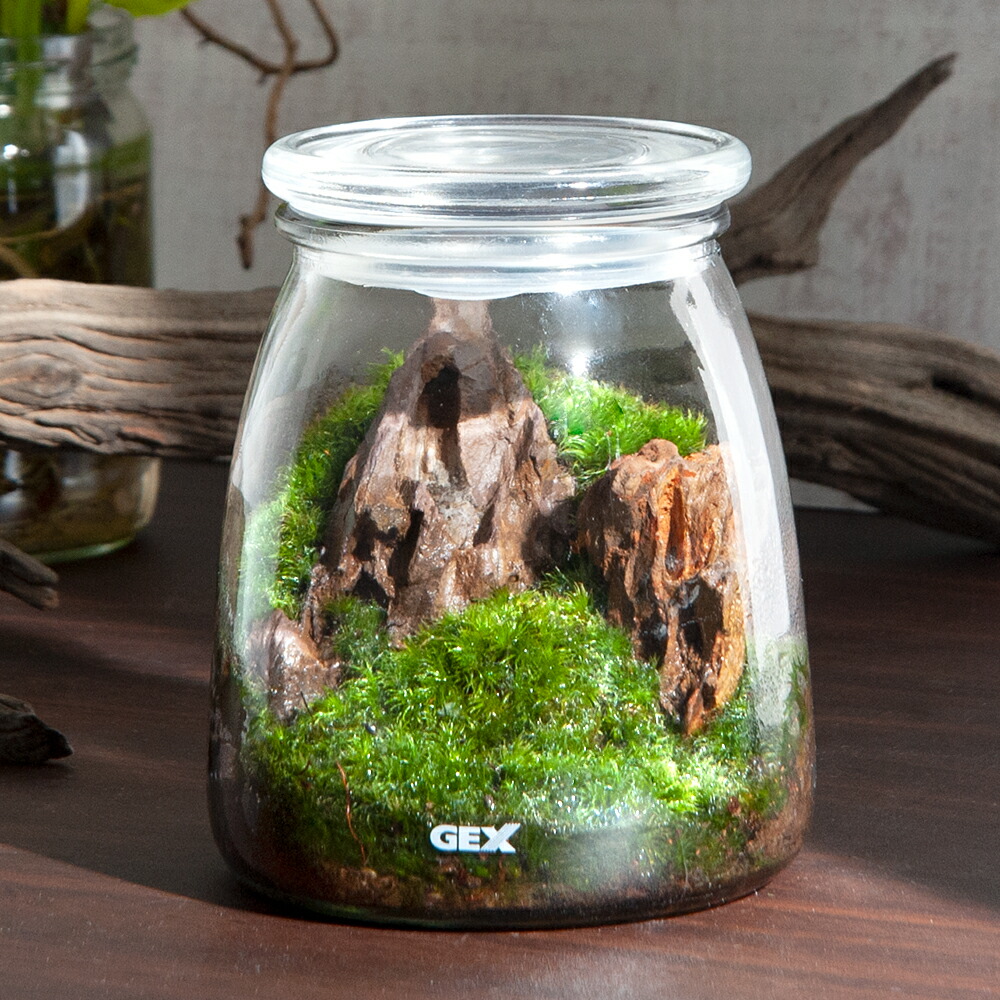 楽天市場 観葉植物 ｇｅｘ ボトリウムボトル ミルク 気孔石 レイアウト完成品 １個 本州四国限定 Charm 楽天市場店