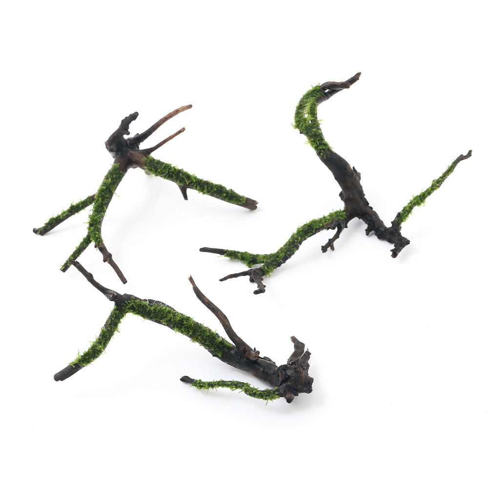 楽天市場】（水草）アヌビアスナナ プチ＆ミクロソリウム ウェンディ