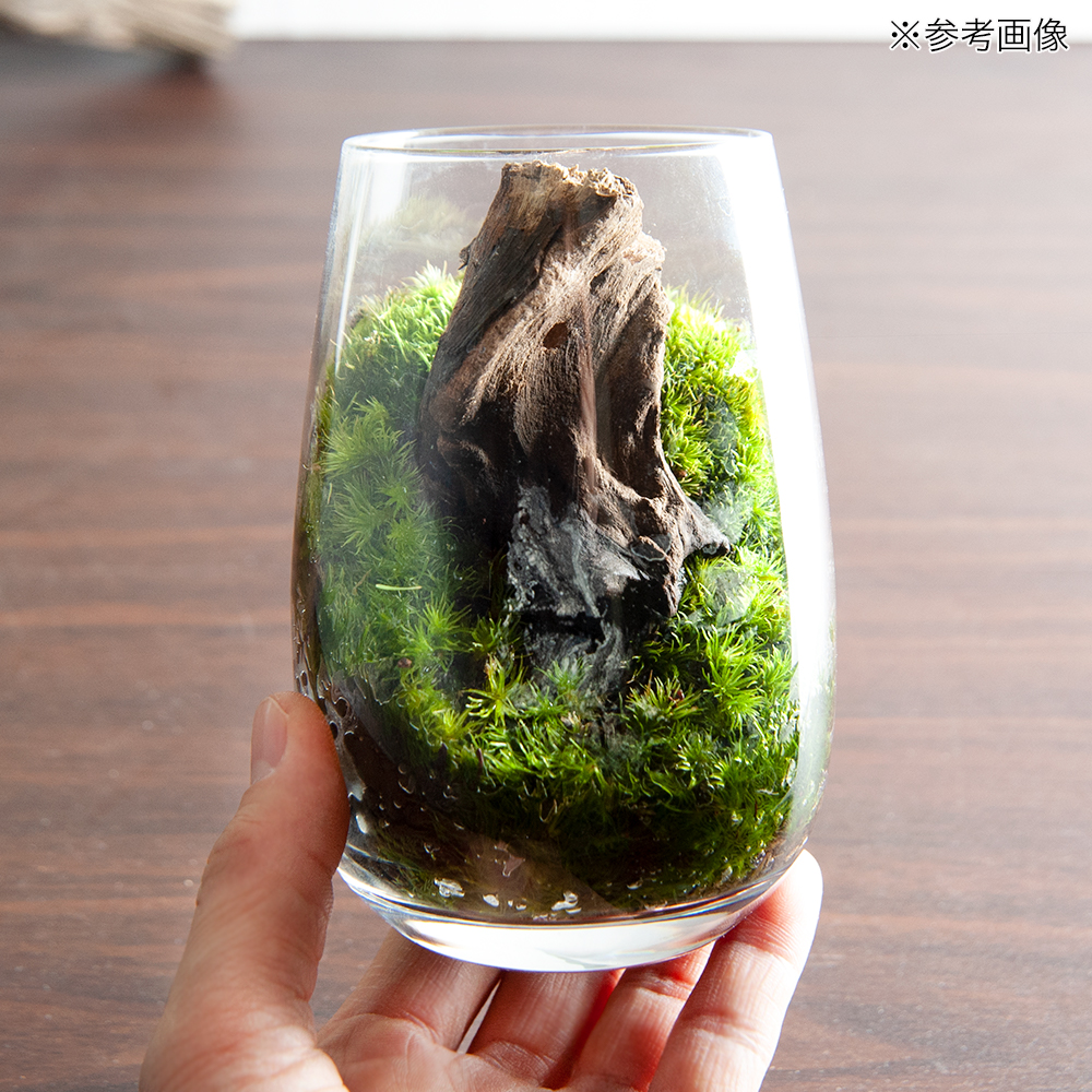 楽天市場 観葉植物 苔テラリウム 流木 グラス レイアウト完成品 １個 本州四国限定 Charm 楽天市場店