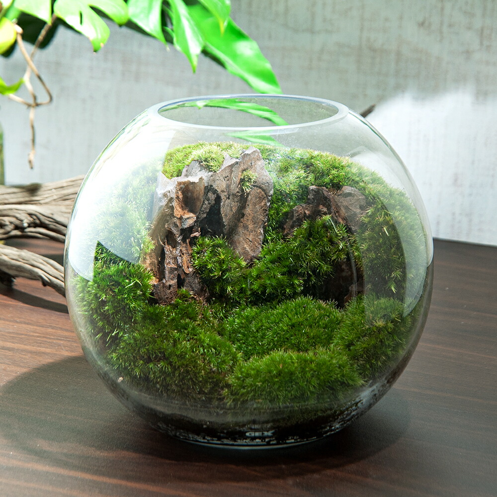 楽天市場 観葉植物 ｇｅｘ グラスアクアリウム スフィア 気孔石 レイアウト完成品 １個 本州四国限定 Charm 楽天市場店