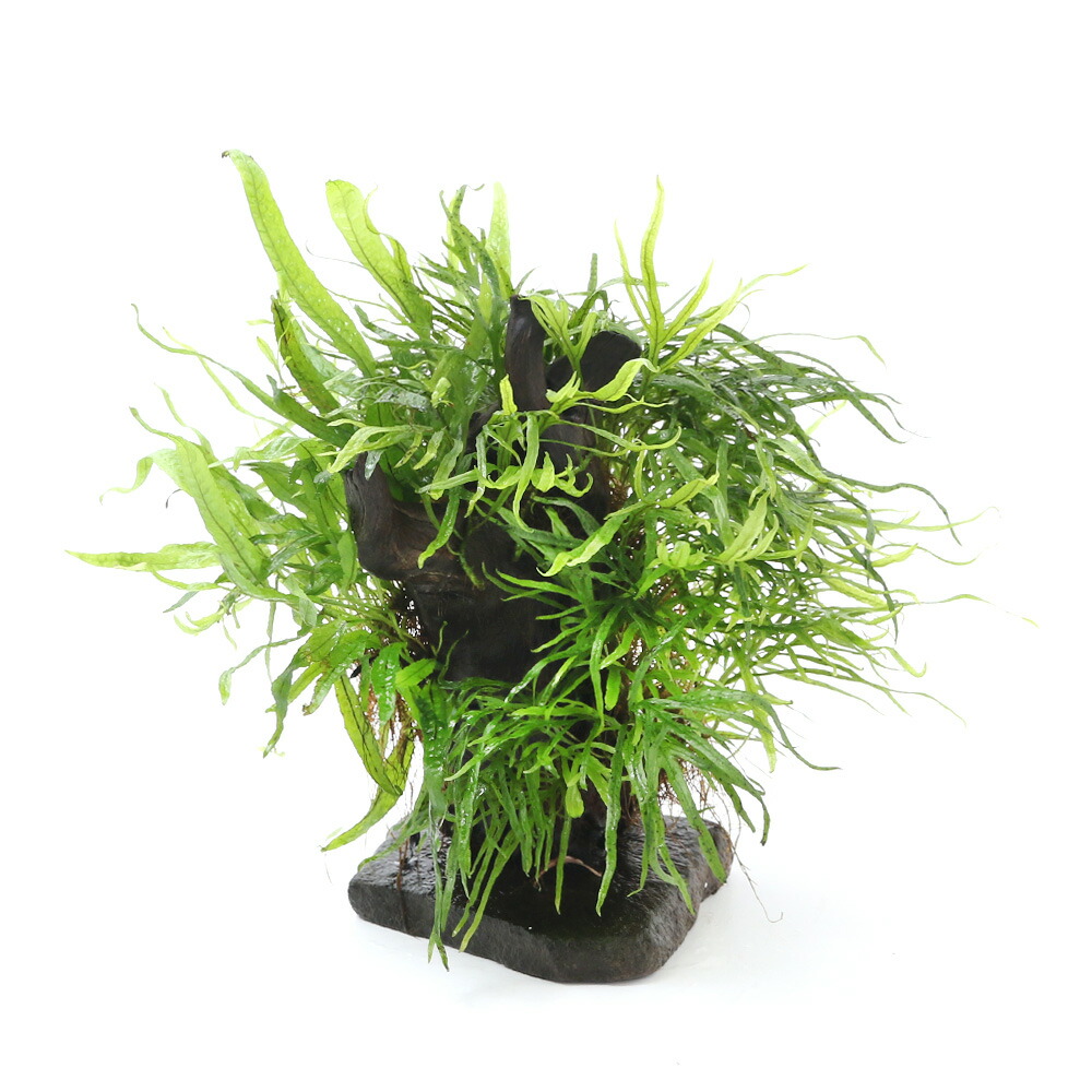 水草 もの等級件 取りのこすだけ安易 レイアウト流木 ミクロソリウム 内果皮附き シナリオ 沖縄別途送料 Iampv Org