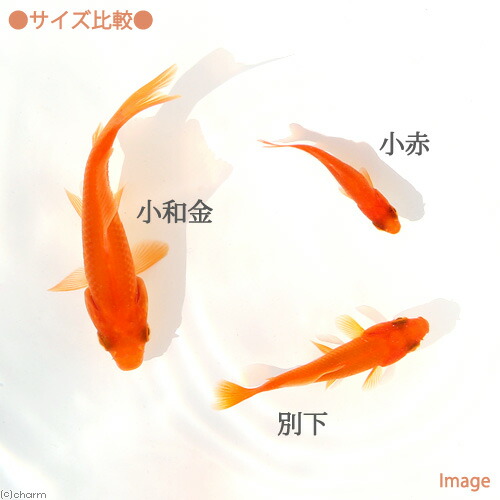 楽天市場 金魚 生餌 小赤 エサ用金魚 大和郡山産 ３０匹 エサ金 餌金 Charm 楽天市場店