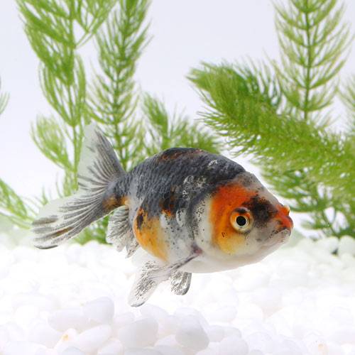 楽天市場】【10／1限定】当選確率2分の1！1等最大100