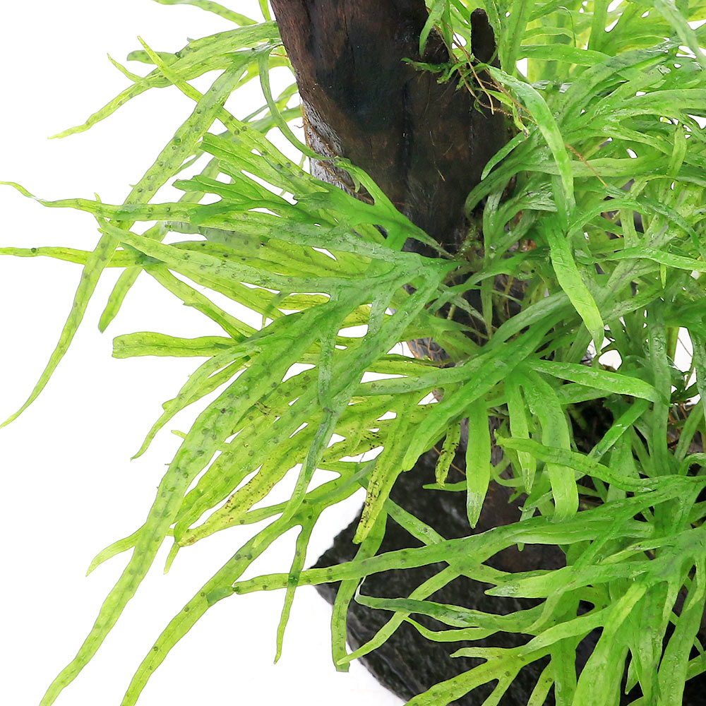 水草 一点物 活着済 沖縄別途送料 1個 レイアウト流木 無農薬 水中葉 470804 ミクロソリウムsp トライデント付 水草 一点物 活着済 沖縄別途送料 1個 レイアウト流木 無農薬 水中葉 470804 ミクロソリウムsp トライデント付