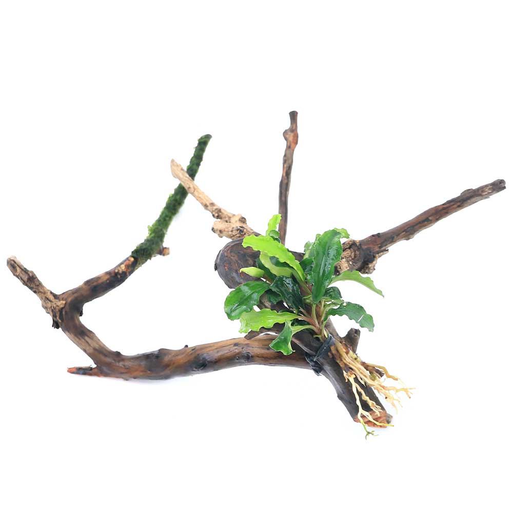 楽天市場】（水草）ブセファランドラsp．Nanga Taman