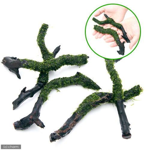 水草 巻きたて スティック流木 sサイズ ウィローモス 水草 巻きたて スティック流木 sサイズ ウィローモス