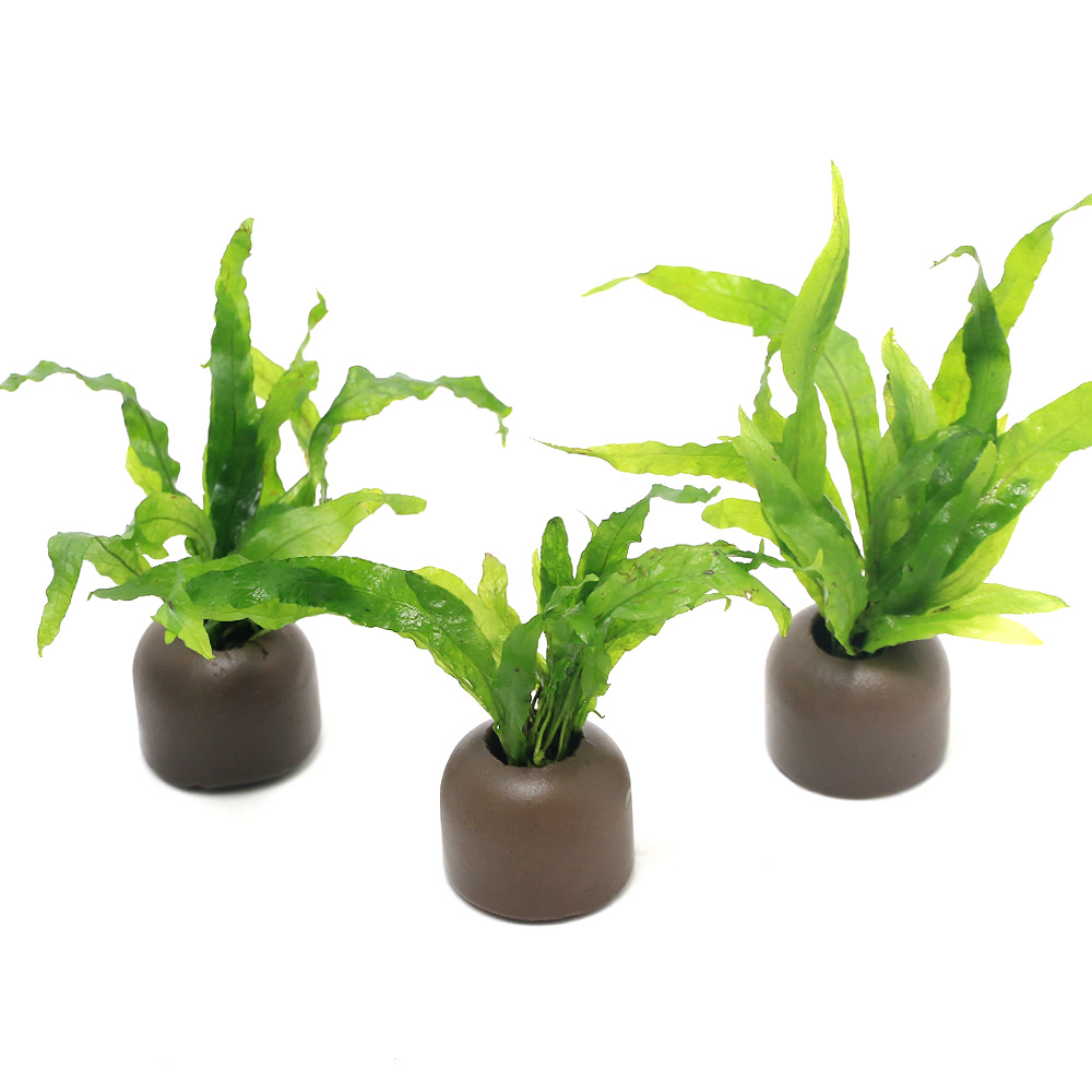 流木付き　ミクロソリウム・プテロプス・ソードリーフ 楽天市場】（水草）ミクロソリウム プテロプス ソードリーフ付