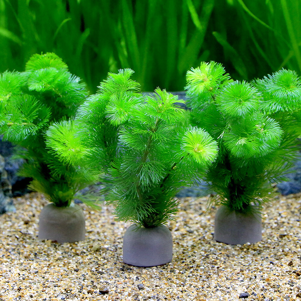 楽天市場】（水草）メダカ・金魚藻 ゼオライトリング（グレー