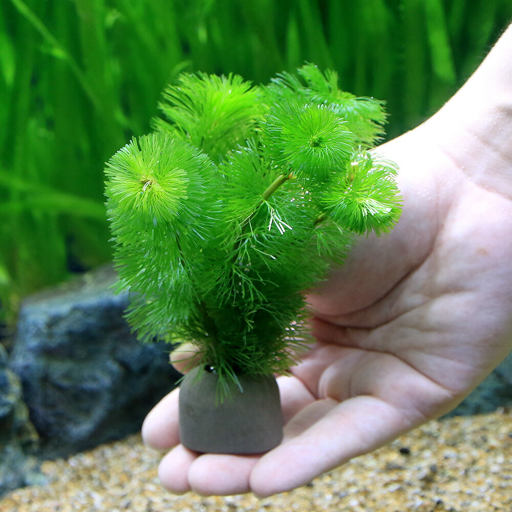 (水草)メダカ・金魚藻 マルチリングブラック(黒) カボンバ(5個) 北海道航空便要保温 (水草)メダカ・金魚藻 マルチリングブラック(黒) カボンバ(5個) 北海道航空便要保温