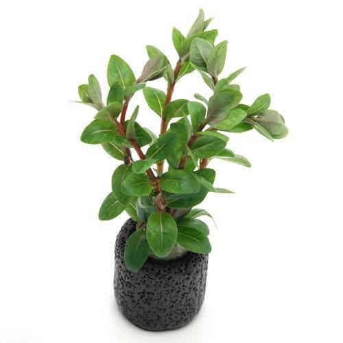 水草 マルチリングブラック 黒 ロタラｓｐ アンナミカ 水上葉 無農薬 １個 最大84 Offクーポン