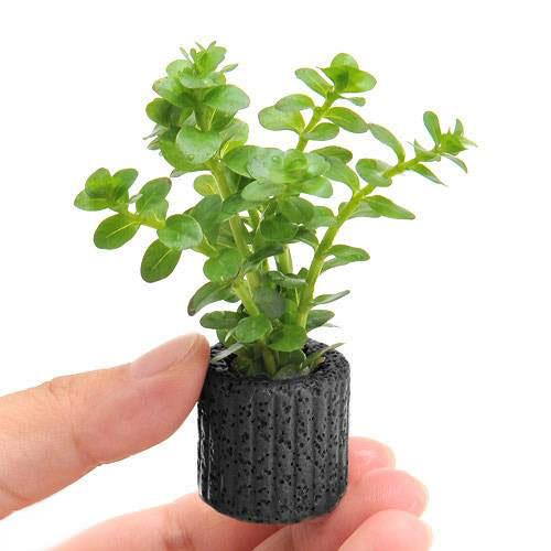 Sale 57 Off 水草 マルチリングブラック 黒 ロタラ ロトンディフォリア ｇｏｕｔｉｎ ｒｅｄ 水上葉 無農薬 １個