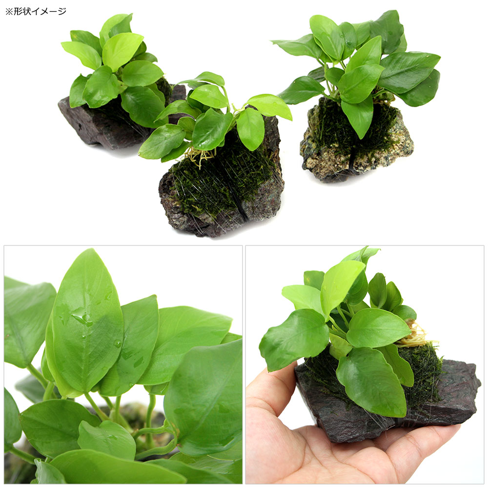 楽天市場 水草 アヌビアスナナ ゴールデン ウィローモス付 風山石 １個 Charm 楽天市場店