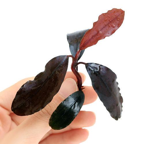水中葉 ブセファランドラ クダガン Bucephalandra 楽天市場】（水草）ブセファランドラsp．クダガン（無農薬