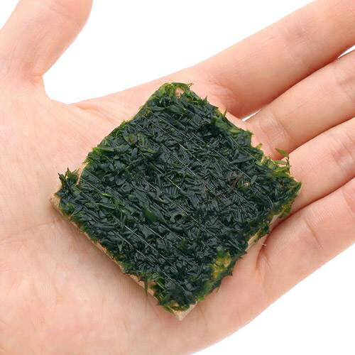 （水草）巻きたて　オレゴンリバーモス　タイル（無農薬）（１個）｜charm 店