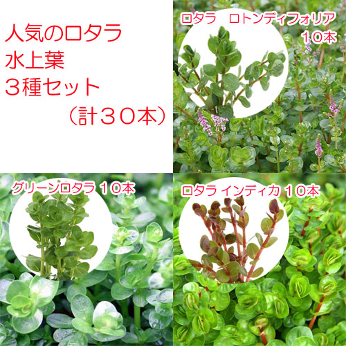 楽天市場 水草 人気のロタラ 水上葉３種セット 無農薬 計３０本 Charm 楽天市場店