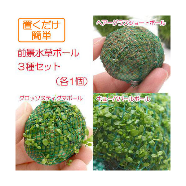 楽天市場 水草 置くだけ簡単 前景水草ボール３種セット 無農薬 各１個 Charm 楽天市場店