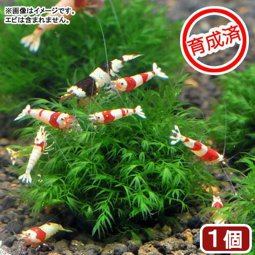 楽天市場】（水草）流木 ザ ボンサイ Ver．アヌビアスナナ