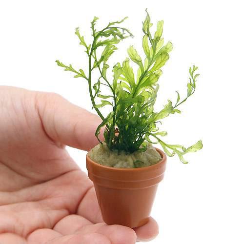 ボルビティスヒュディロティ山盛りセット 魚用品・水草
