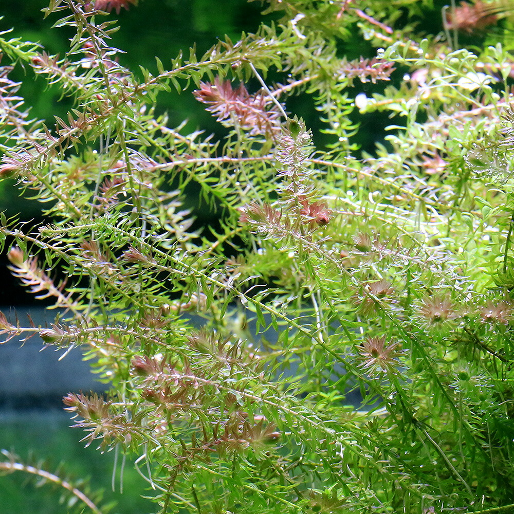 (水草)マヤカsp.パラグアリレッド(5本) 北海道航空便要保温 (水草)マヤカsp.パラグアリレッド(5本) 北海道航空便要保温