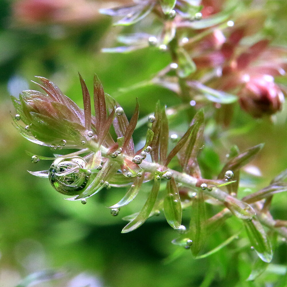 (水草)マヤカsp.パラグアリレッド(5本) 北海道航空便要保温 (水草)マヤカsp.パラグアリレッド(5本) 北海道航空便要保温
