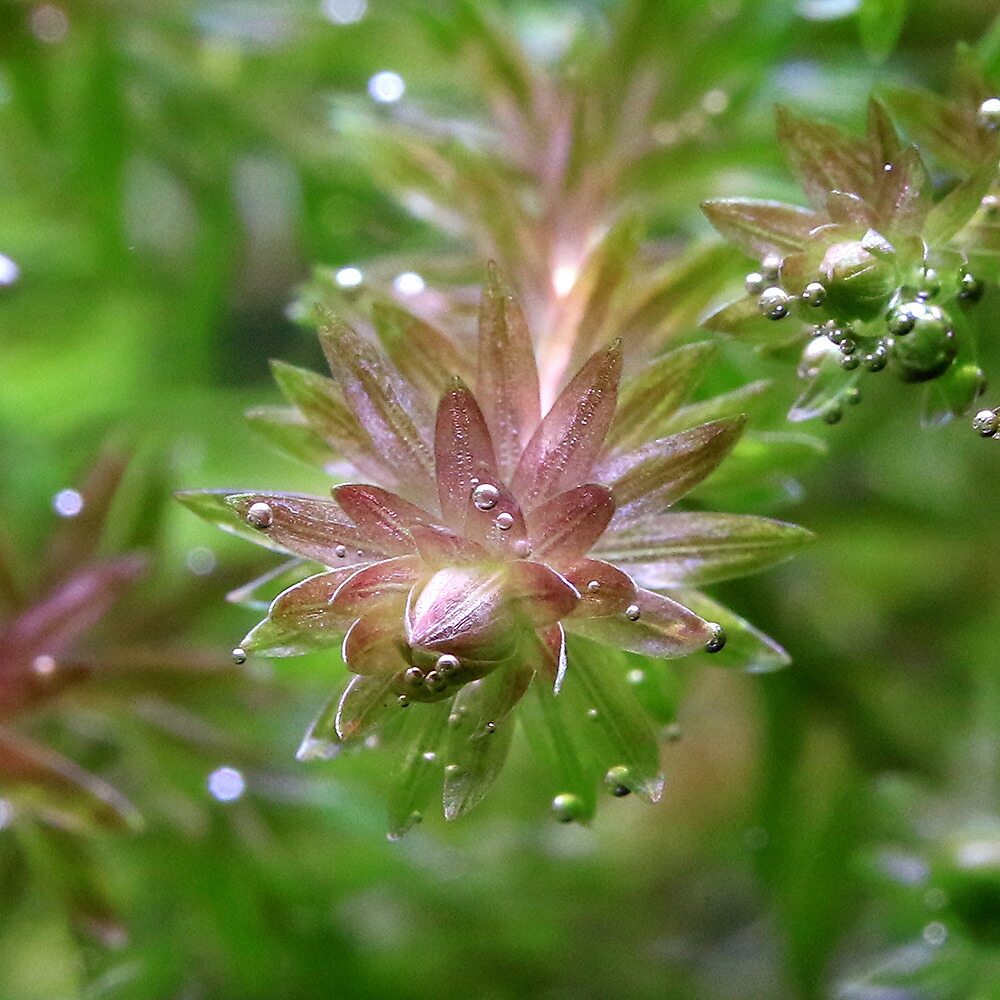 (水草)マヤカsp.パラグアリレッド(5本) 北海道航空便要保温 (水草)マヤカsp.パラグアリレッド(5本) 北海道航空便要保温