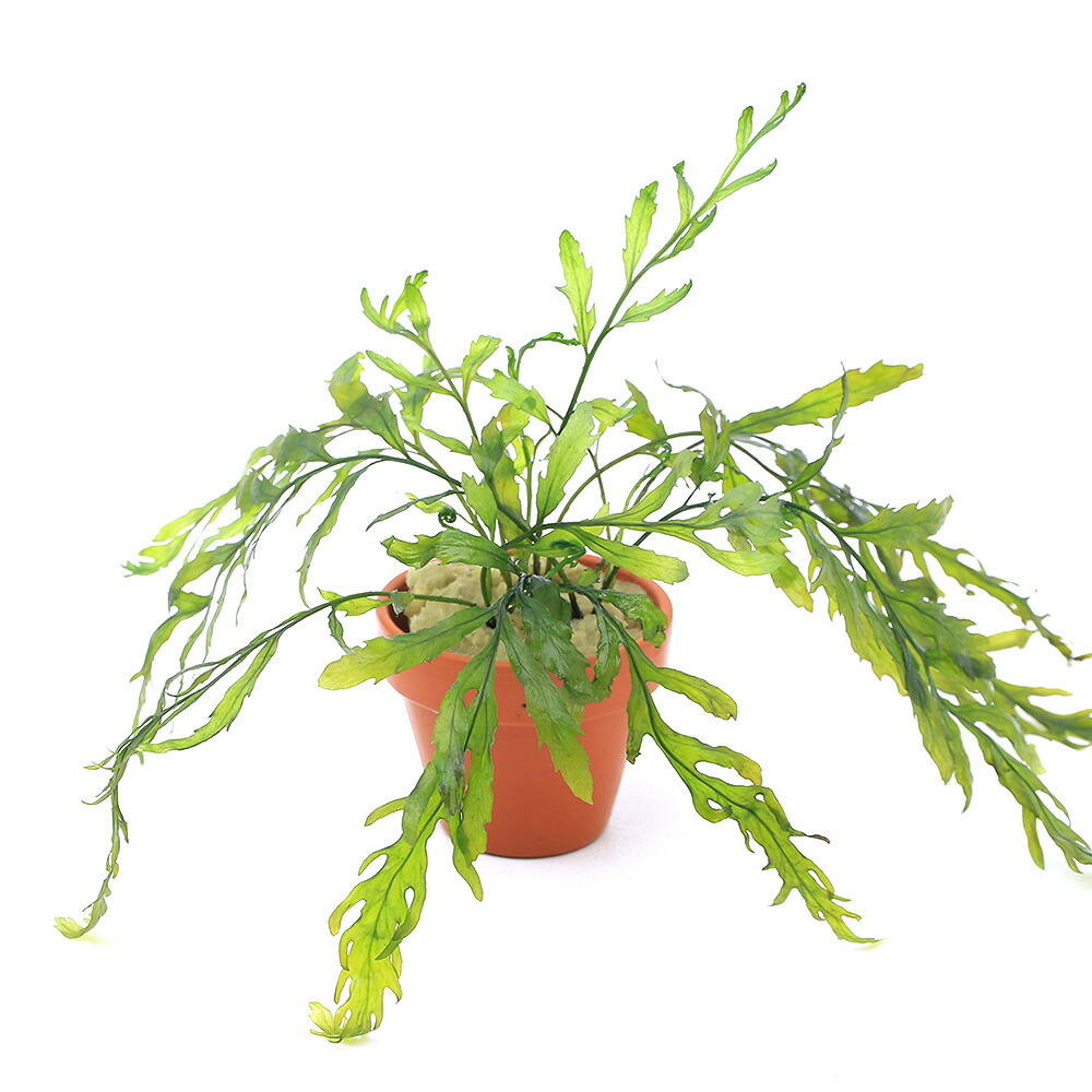 楽天市場】（水草）巻きたて ボルビティス ヒュディロティ 穴あき溶岩