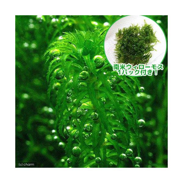 楽天市場 水草 南米ウィローモス グレートモス １セット Charm 楽天市場店