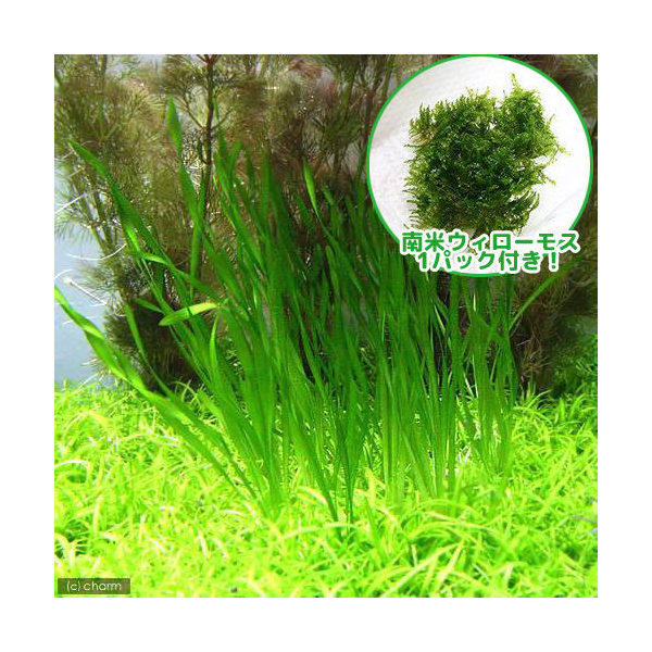 楽天市場 水草 南米ウィローモス スクリューバリスネリア １セット Charm 楽天市場店