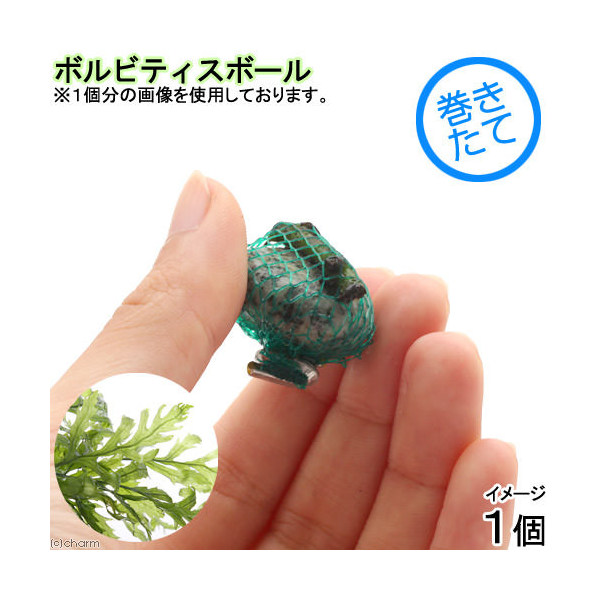 楽天市場】（水草）（ポット売り）ボルビティス ヒュディロティ（水中葉）（無農薬）（１ポット） : charm 楽天市場店