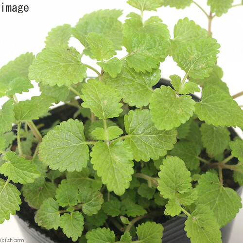 楽天市場 観葉植物 ペットリーフ レモンバームの苗 ３号 無農薬 １ポット うさぎ 鳥 リクガメ おやつ Charm 楽天市場店