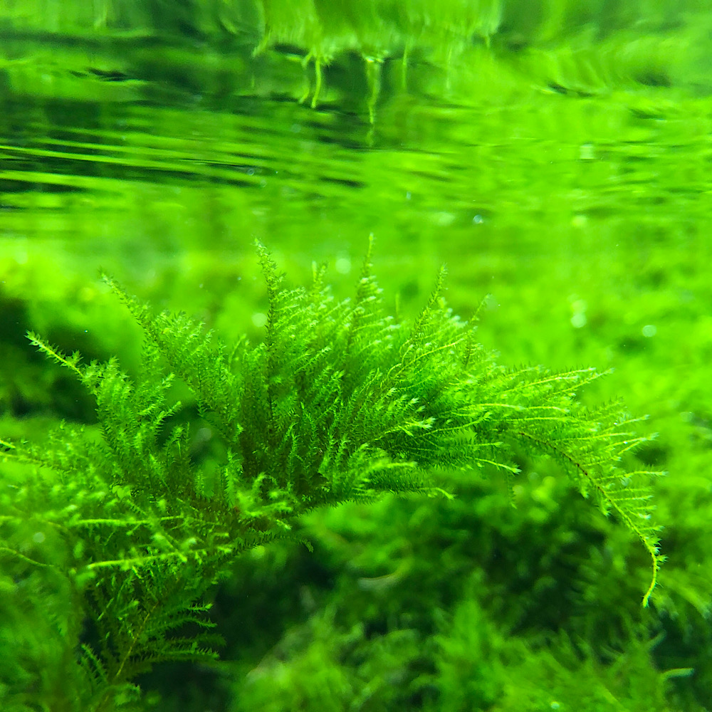 水草 ウィローモスｓｐ． 水中葉 無農薬 １カップ 2021特集