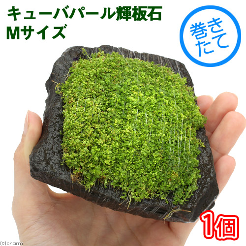 楽天市場 水草 巻きたて キューバパール 輝板石 ｍサイズ 約１４ｃｍ 無農薬 １個 Charm 楽天市場店