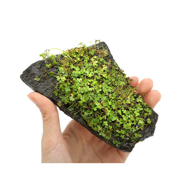 水草 巻きたて オーストラリアン ノチドメ 輝板石 サイズ 約 無農薬 個 沖縄別途送料 Kanal9tv Com 水草 巻きたて オーストラリアン ノチドメ 輝板石 サイズ 約 無農薬 個 沖縄別途送料 Kanal9tv Com