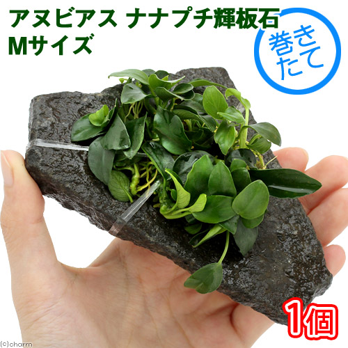 楽天市場 水草 アヌビアスナナ プチ 輝板石 ｍサイズ 約１４ｃｍ １個 Charm 楽天市場店