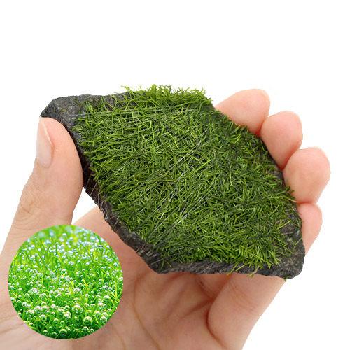 楽天市場 水草 巻きたて リシア 輝板石 ｓサイズ 無農薬 ３個 Charm 楽天市場店