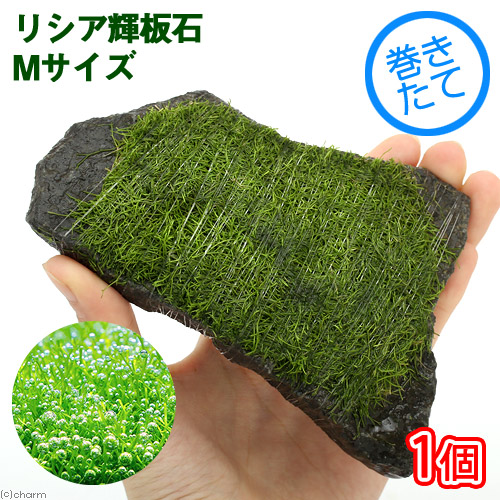 楽天市場 水草 巻きたて リシア 輝板石 ｍサイズ 約１４ｃｍ 無農薬 １個 Charm 楽天市場店