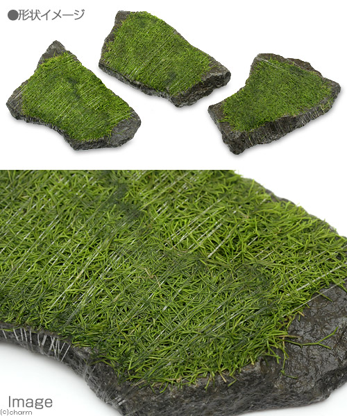 楽天市場 水草 巻きたて リシア 輝板石 ｍサイズ 約１４ｃｍ 無農薬 １個 Charm 楽天市場店