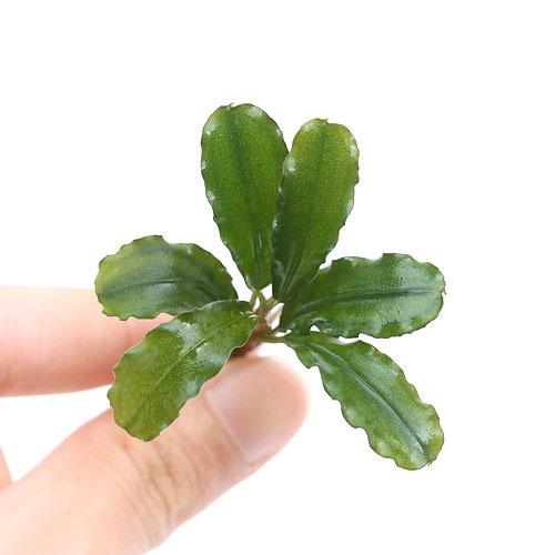 楽天市場 水草 ブセファランドラｓｐ グリーンウェービー 班入り 無農薬 水上葉 インボイス １株 沖縄別途送料 北海道航空便要保温 Charm 楽天市場店