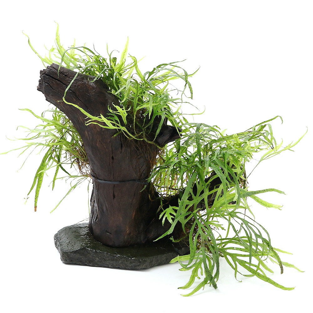海外正規品 水草 一点物 置くだけ簡単レイアウト流木 ミクロソリウムｓｐ トライデント付 ４７２８５７ １個 沖縄別途送料 魅力的な Lexusoman Com