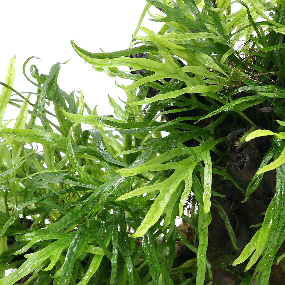 海外正規品 水草 一点物 置くだけ簡単レイアウト流木 ミクロソリウムｓｐ トライデント付 ４７２８５７ １個 沖縄別途送料 魅力的な Lexusoman Com